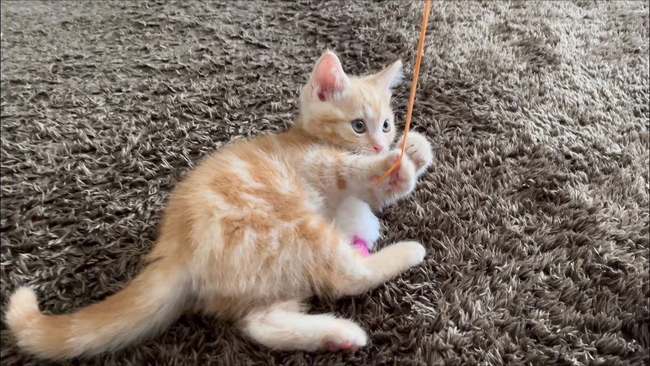 お気に入りのおもちゃで遊ぶ子猫がかわいい【アメリカンショートヘア・レッドタビー】