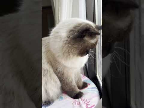 洗車してるのを見守るげんたくん#ヒマラヤン#猫#ねこのいる生活 #shorts