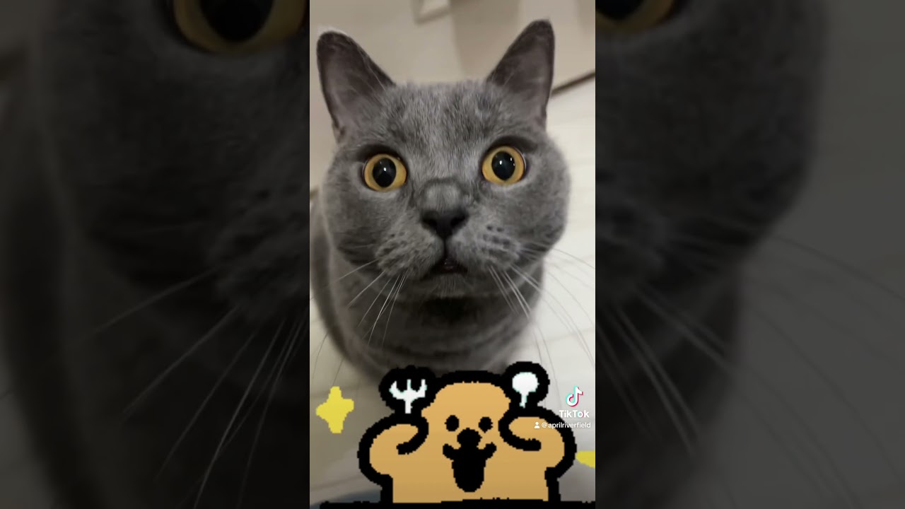 おやつちょうだい早くちょうだい        #cat #シャルトリュー #kawaii #猫 #ねこ #pets #chartreux #猫のいる暮らし
