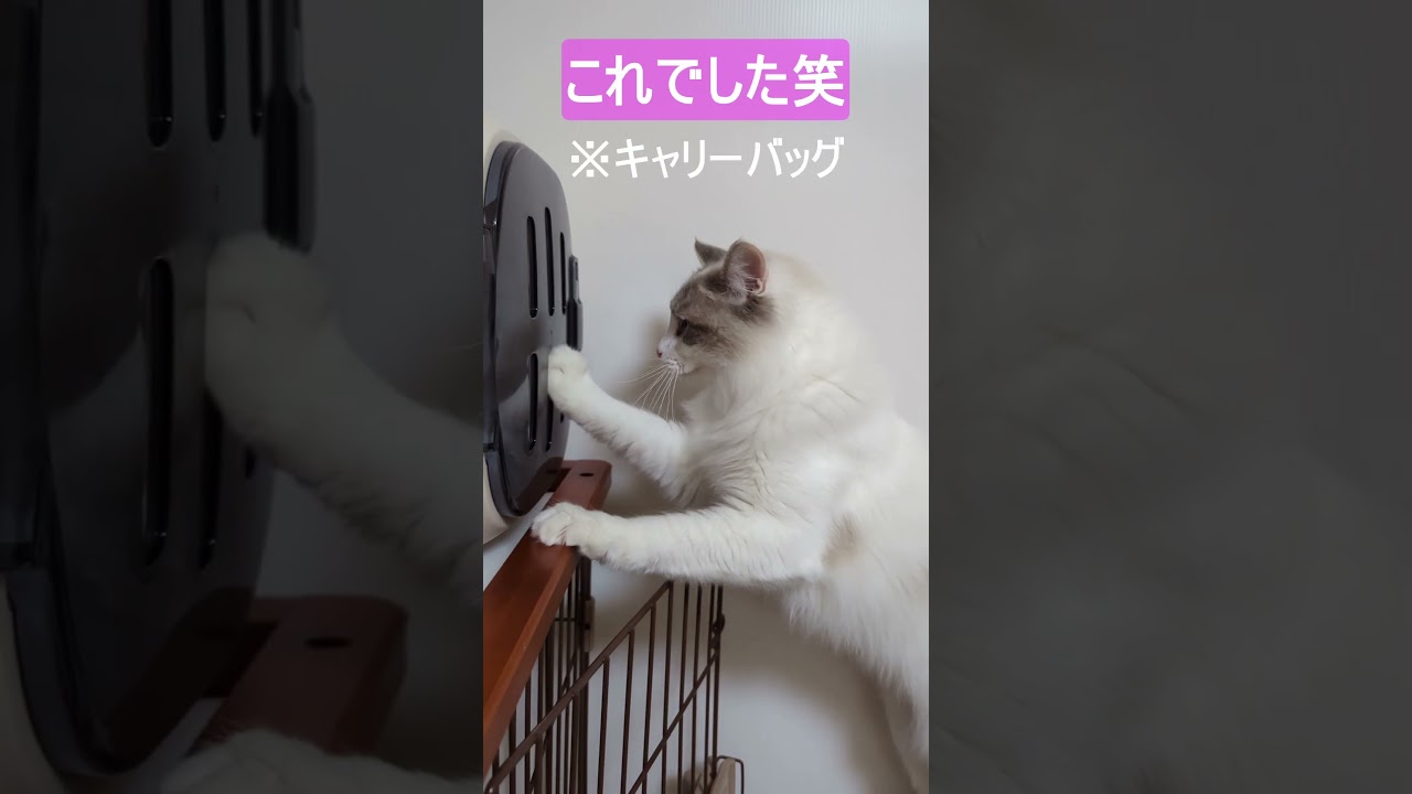 猫が背伸びして見たかった物とは…#ラグドール #ブルーポイントバイカラー #ハチワレ#ねこ #ragdoll #cat