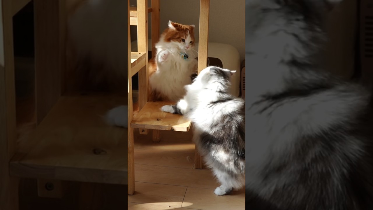 短いおてて同士が喧嘩すると…#cat #マンチカン #なんちゃん #ミヌエット #ぬんちゃん