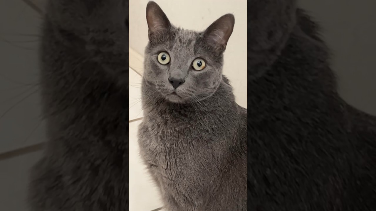cat stares into your soul #russianblue #cat