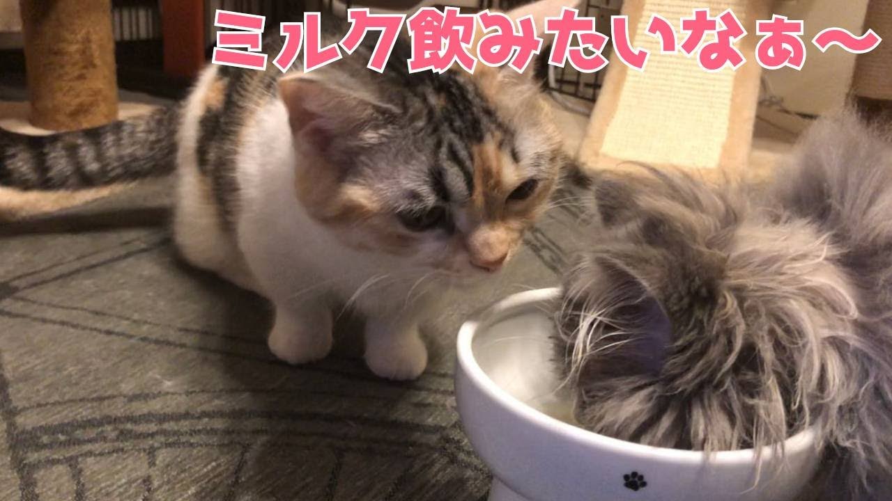 【短足眉毛マンチカンと子猫ミヌエット】ミルクが恋しい猫と子猫