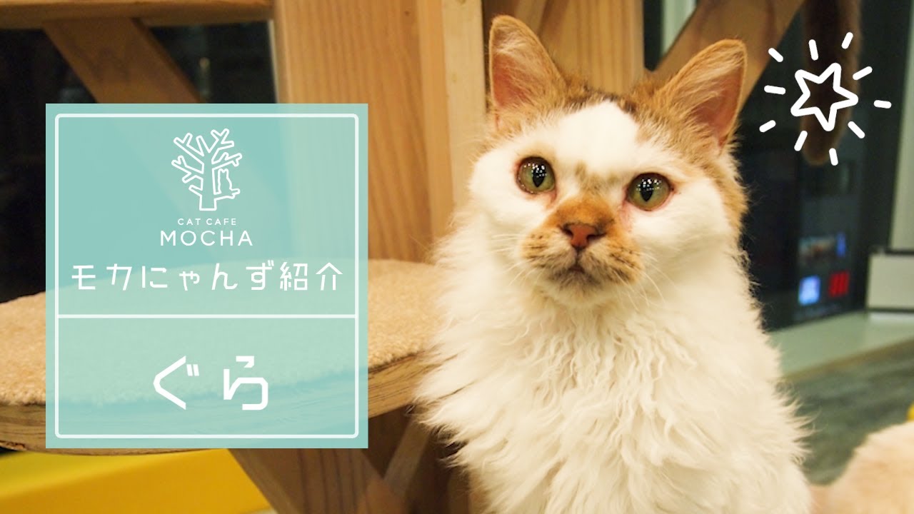 ぐら（セルカークレックス♂）京都河原町店