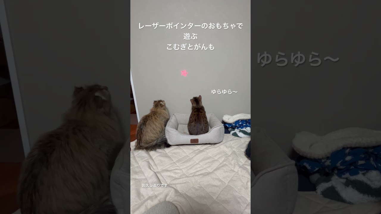 2人で仲良く　#こむぎ #ベンガル #ベンガル猫 #がんも #アメリカンカール