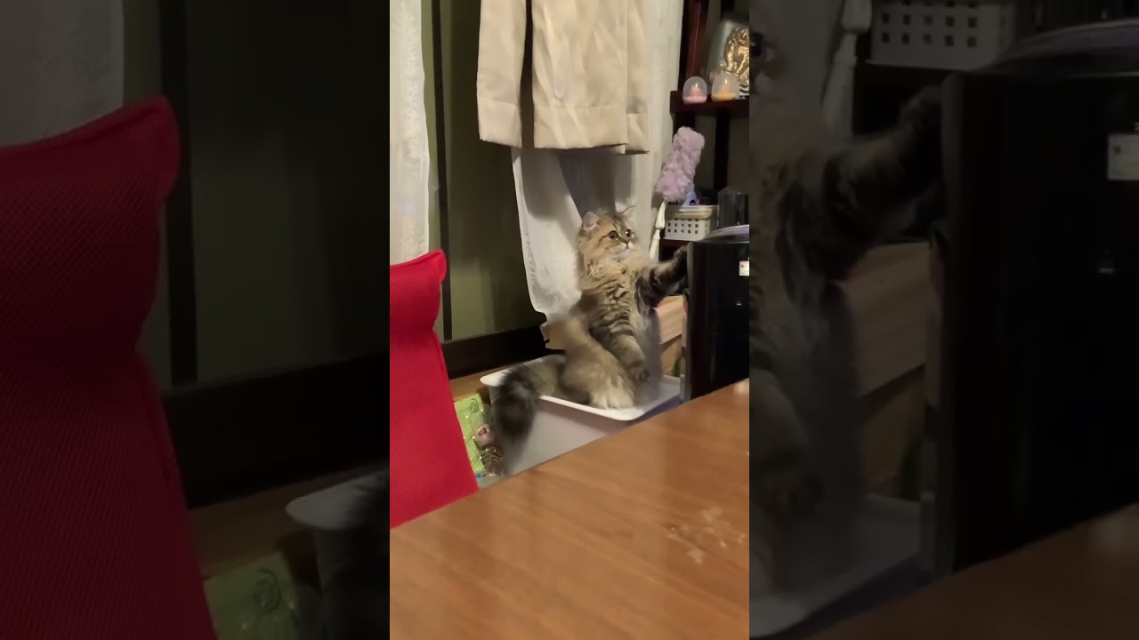 つかまり立ち猫#shorts〜ペルシャ猫