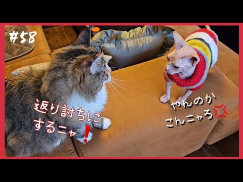 #58 高速猫パンチ炸裂!! スフィンクスVSノルウェージャン