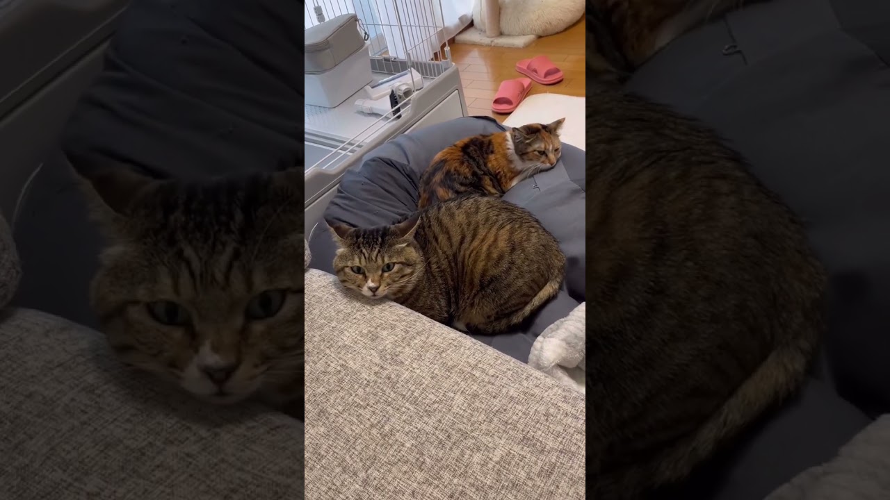 強め女子に添い寝してみたり、おしりを枕にしてみたり。全力でフラれてしまうほたて君😂 #元ボス猫 #保護猫 #やられた時は寝たふりで誤魔化します