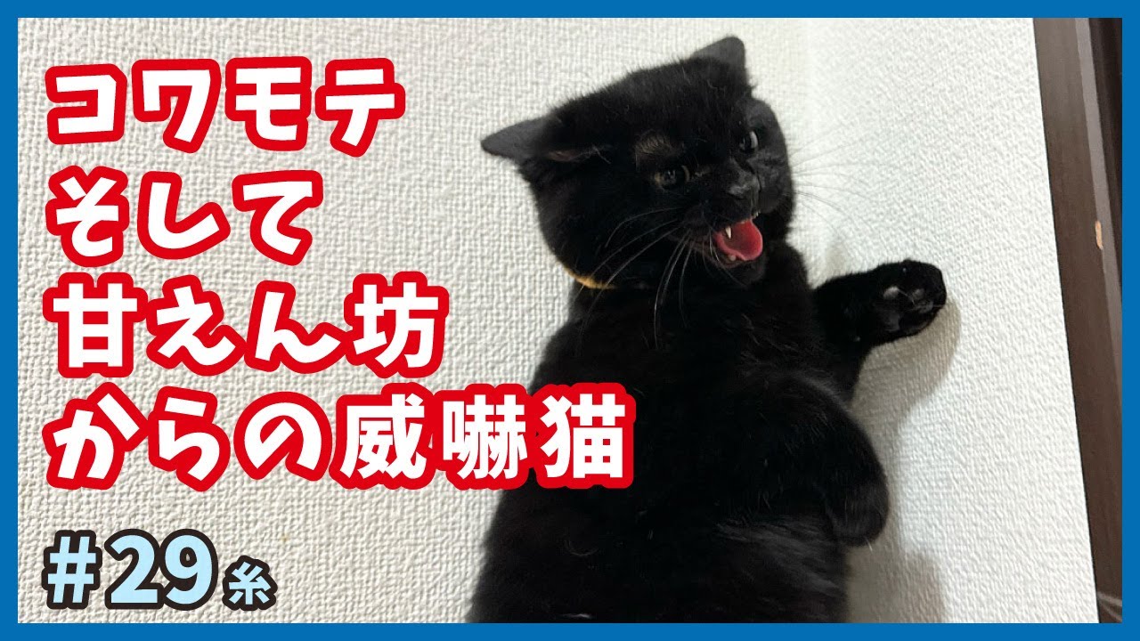 【保護した子猫 成長記録】人間には甘えん坊、でも猫には威嚇‥不器用子猫の成長を追いかける。【もふもふ兄弟・糸29】/cat and police