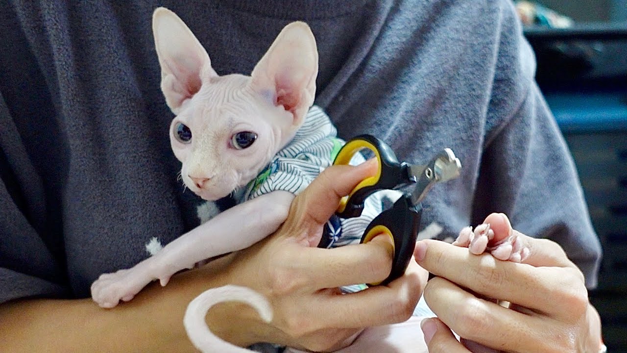 毛のない子猫が初めての爪切りに挑戦【スフィンクス猫】