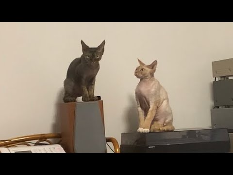 エアコンの温風に当たって温まるデボンレックス兄弟です(Devon Rex brothers exposed to warm wind from an air  conditioner)