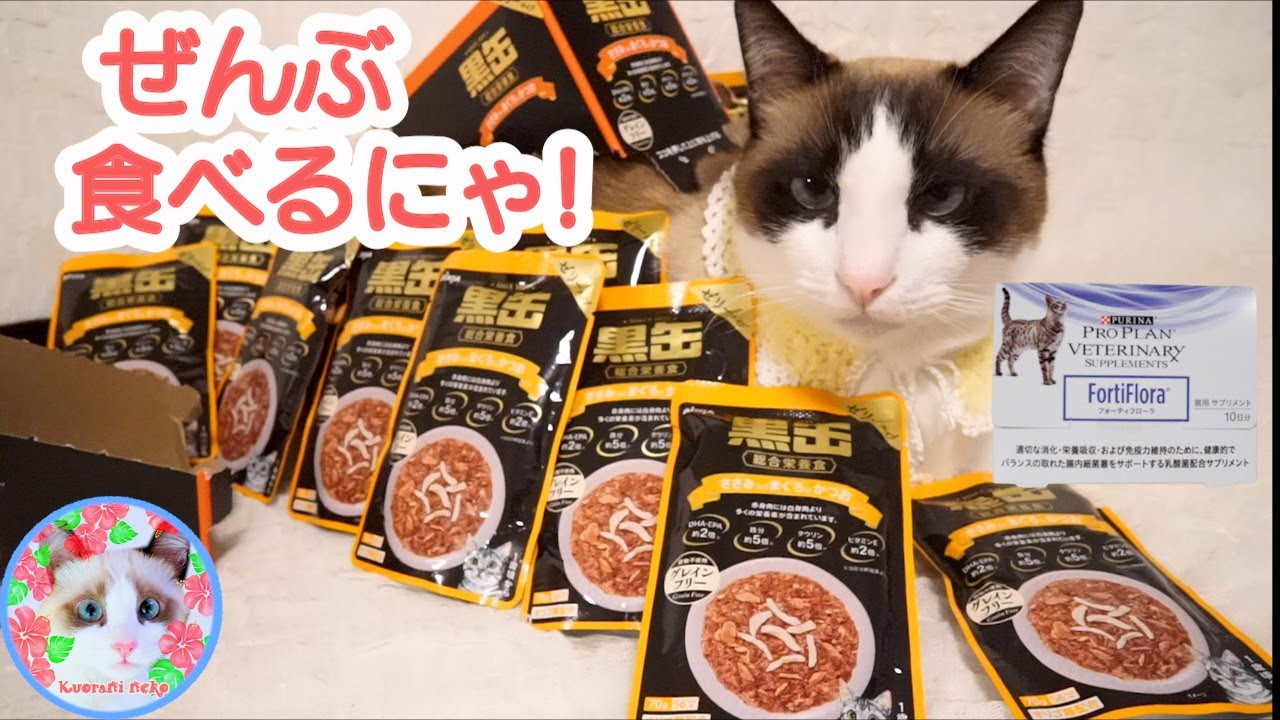 黒缶と無料のサプリメント生活を始めた猫の反応が○○です Lactic acid bacteria supplement for cats​