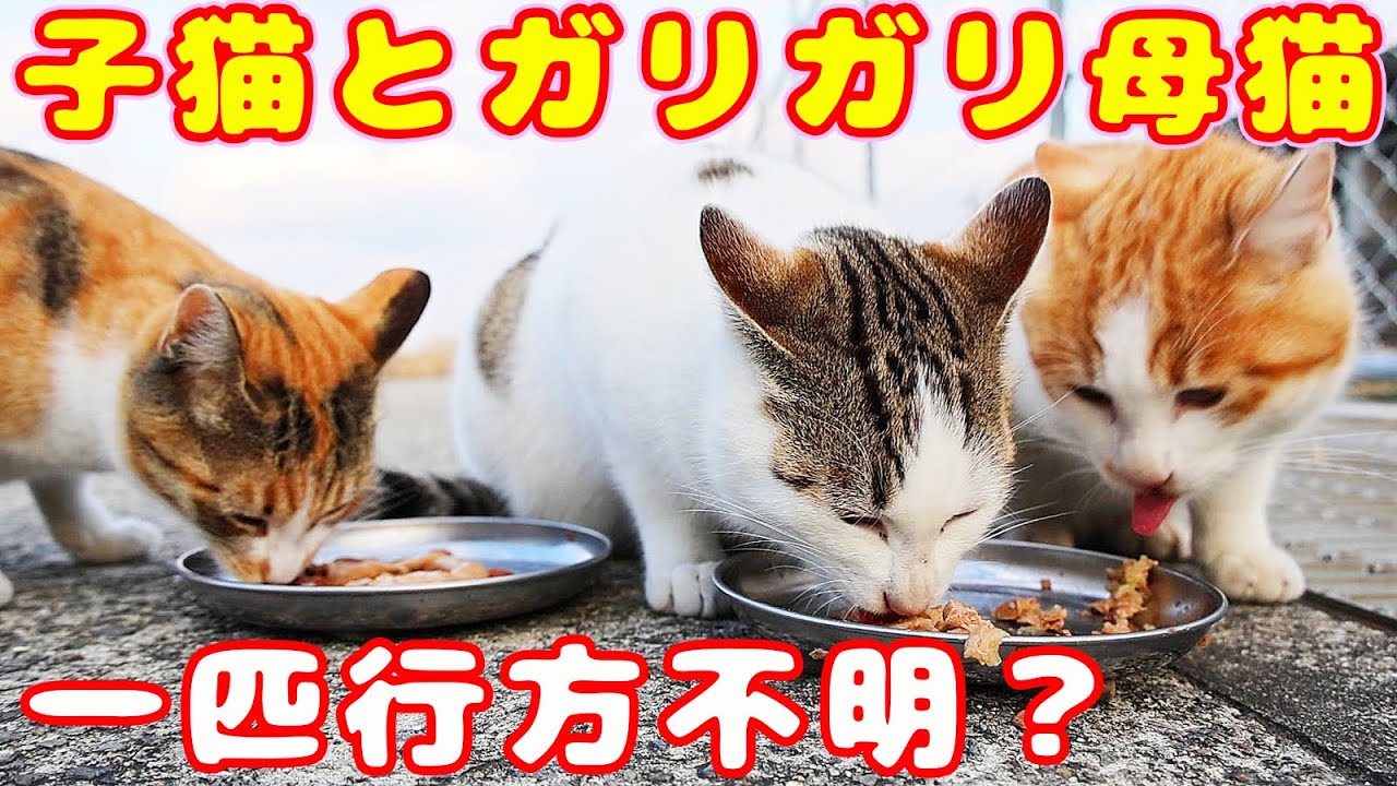 極寒の日に子猫とガリガリ母猫にごはんをあげたらおいしそうに食べた 子猫が一匹いなかった