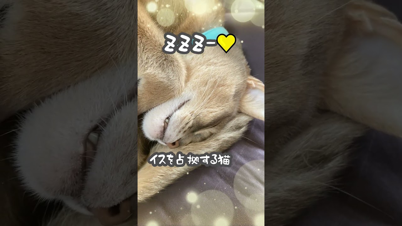 (アビシニアン) パパのイスを占拠する猫  #アビシニアン #猫動画  #cat #shorts