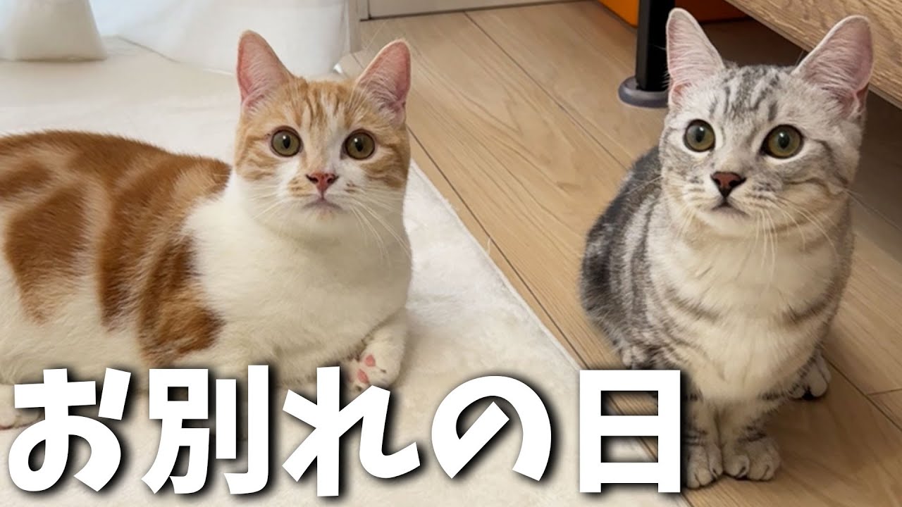 子猫のむぎくんそらくんとお別れします…涙