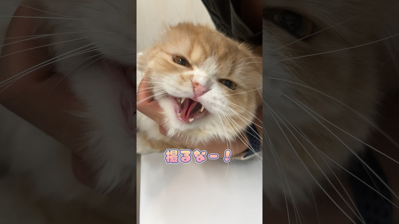 採血中不満を露わにするスコティッシュフォールド