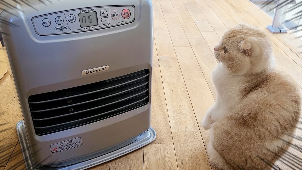 寒いのでストーブを出したら猫に災難が...