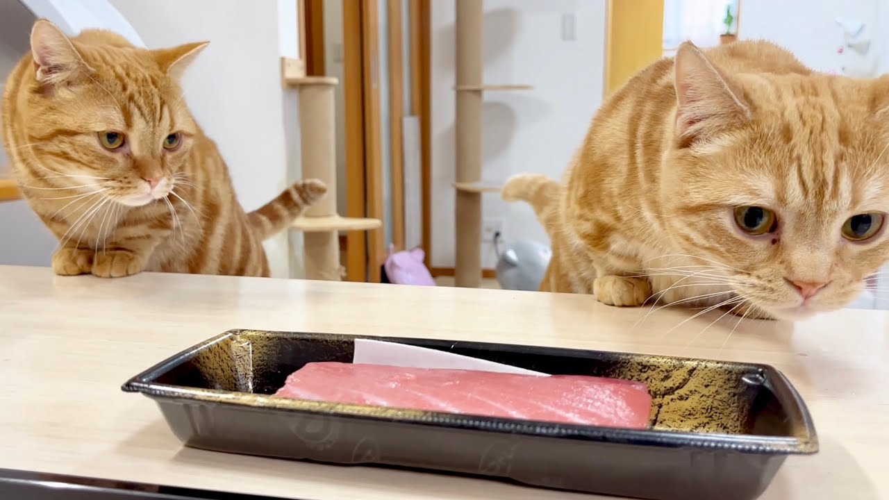 はじめて本マグロのお刺身を猫たちにあげてみたら... #猫 #マンチカン
