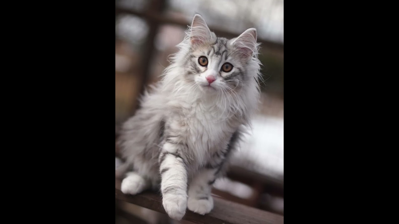 ノルウェージャンフォレストキャットの子猫のオーナーさん募集中！ #ノルウエージャンフォレストキャット #子猫