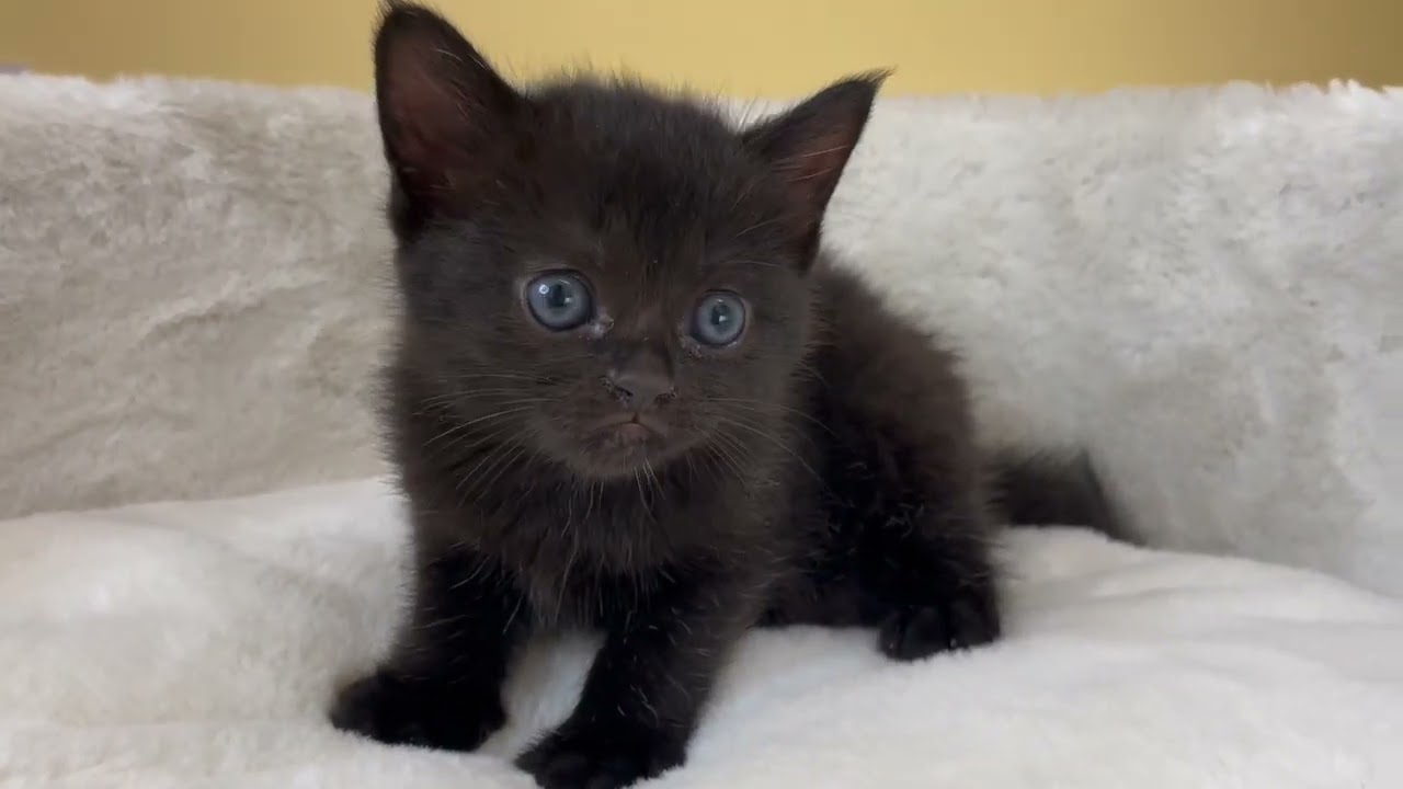 ボンベイ 【ブラック】レア猫種✨黒猫の代表ボンベイ兄妹❣️