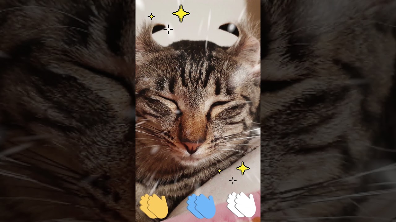 アメリカンカールで決まり❗#猫#アメリカンカール#猫キメ顔