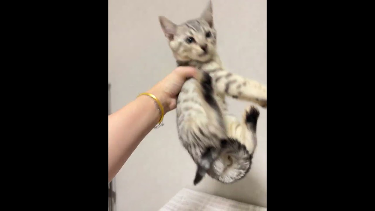ベンガル 可愛い男の子！