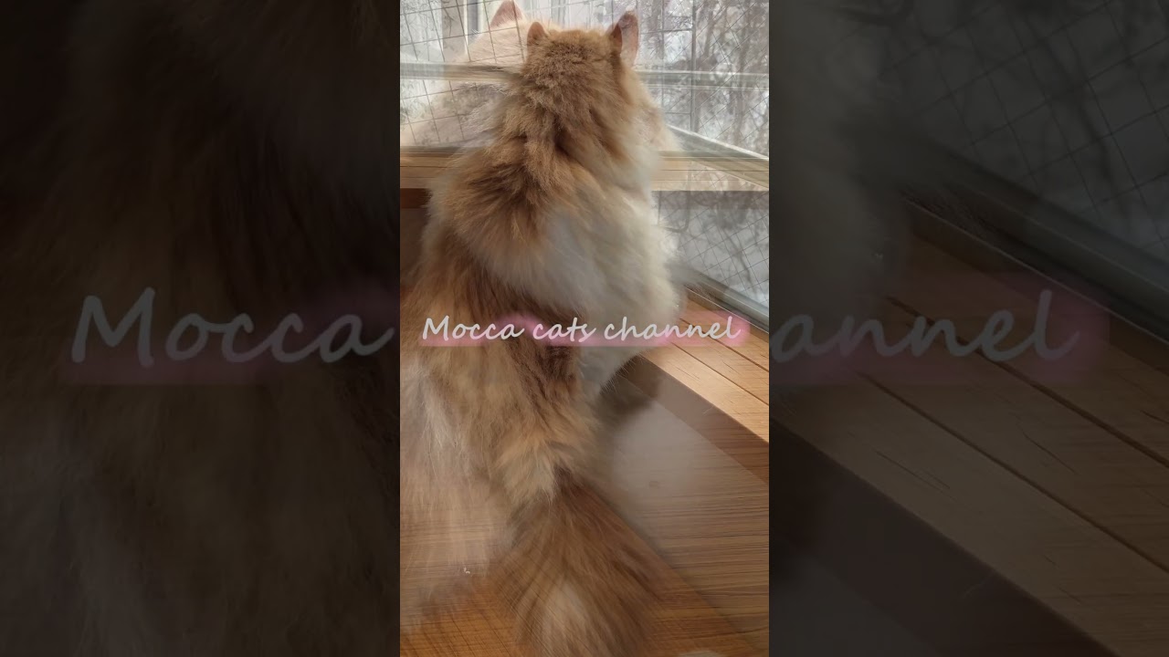 冬なのに友達を待ち続ける猫 #shorts  #猫 #アメリカンカール #cat