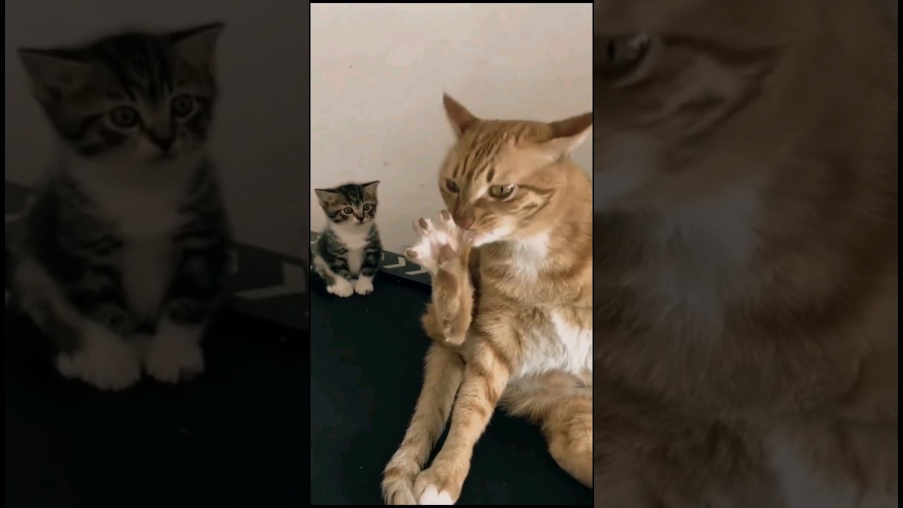 why always the brown cats??🤯😫