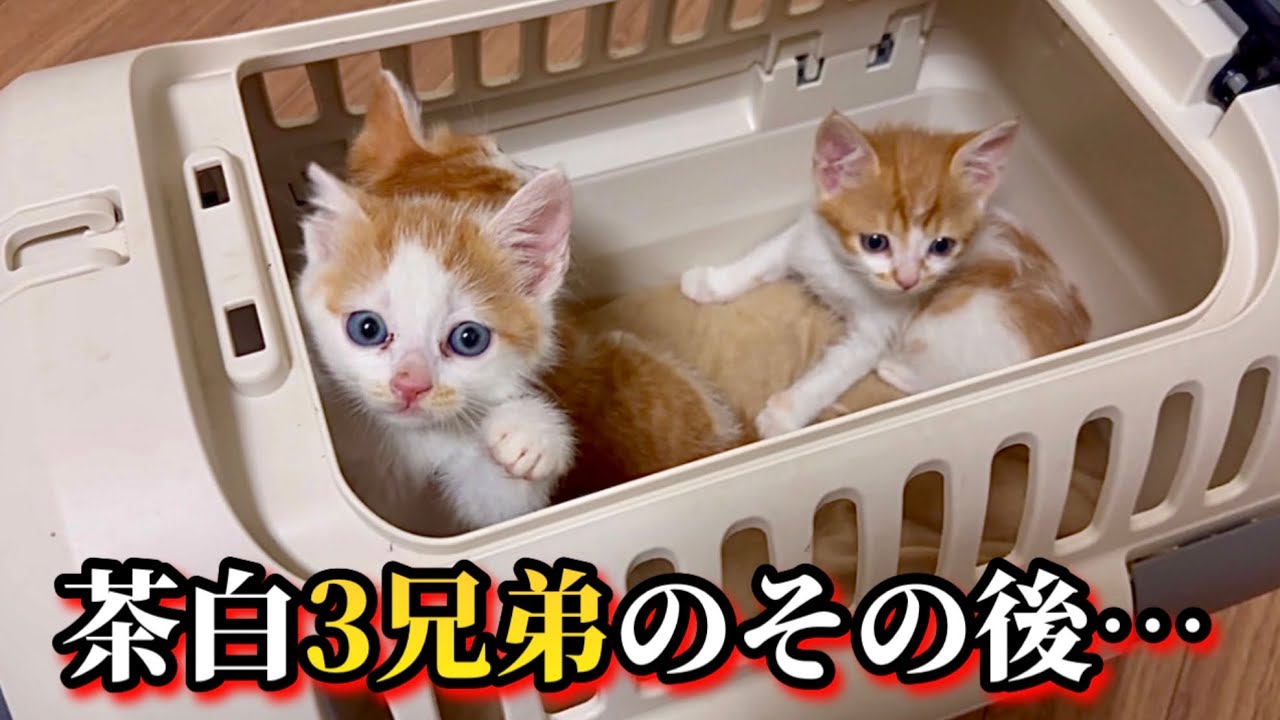 報告できなかった子猫の行方と茶白3兄弟のその後【保護猫】
