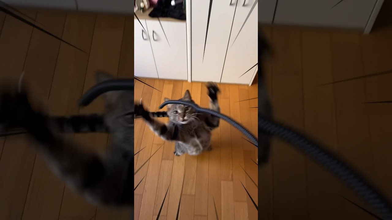何でもおもちゃにしちゃうね😊#shorts #猫 #キジトラ#ソマリ