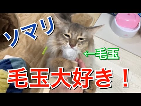 毛玉で遊ぶソマリ