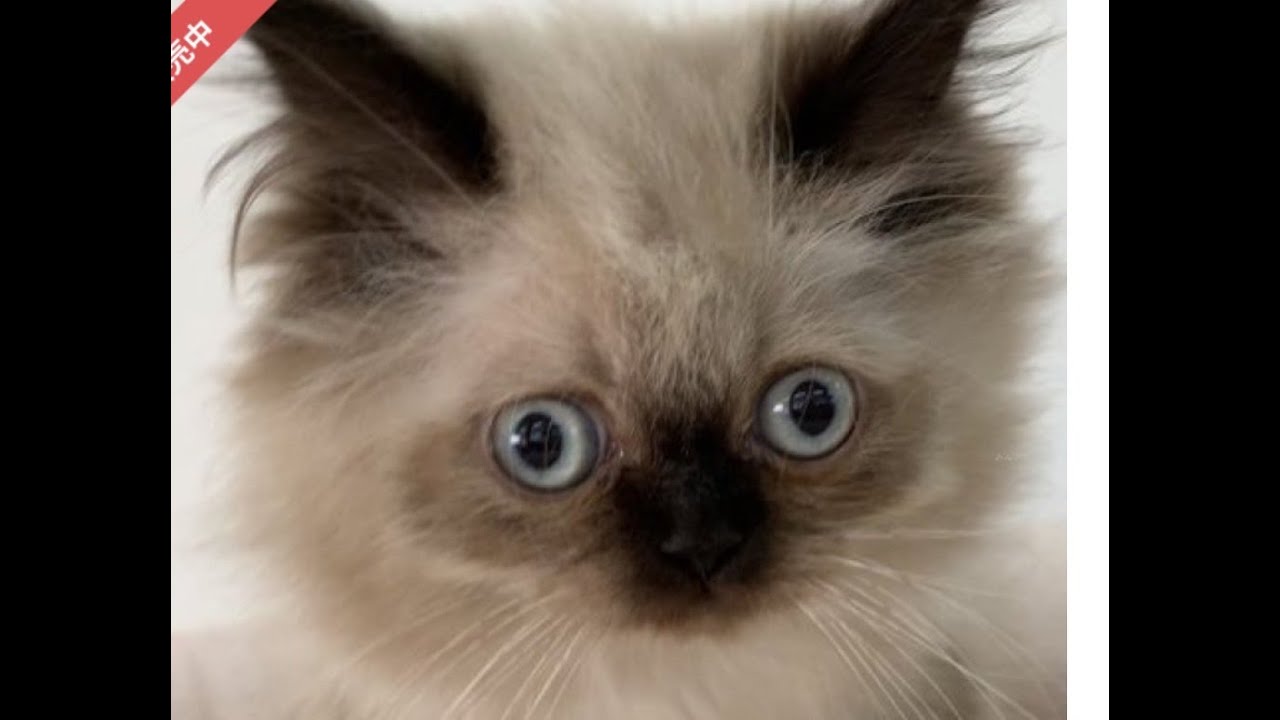 ヒマラヤンの三兄弟