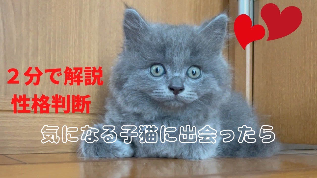 【子猫の性格を見極めよう】触れ合い上手は子育て上手！モデルは【ブリティッシュロングヘア】