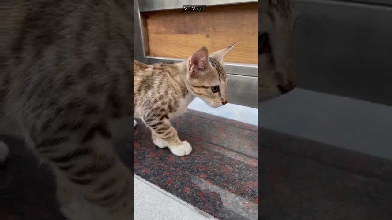 Brown Cat 🐱 Indian Street Cat 🐈 #shorts #cat #streetcat #browncat #cutecat