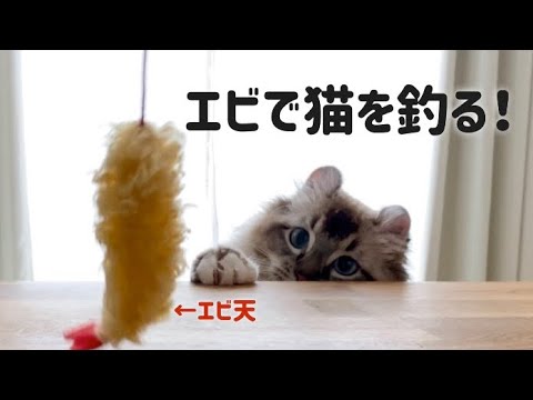 猫とエビ天のおもちゃで遊んでみた。 【アメリカンカール】