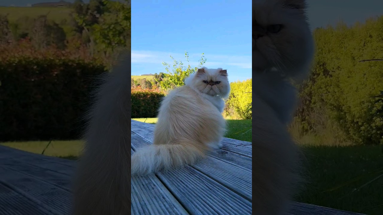 Himalayan Persian Cat enjoys the outdoors
