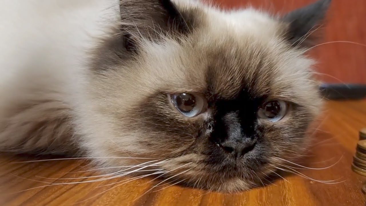 【ヒマラヤン】登録者500人ありがとうございます！