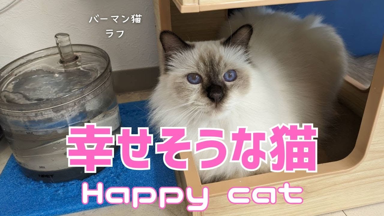 バーマン猫ラフ【幸せそうな猫】Happy cat（バーマン猫）Birman/Cat