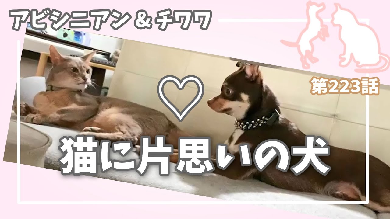 [223話] (チワワ&アビシニアン) 猫に片思いの犬