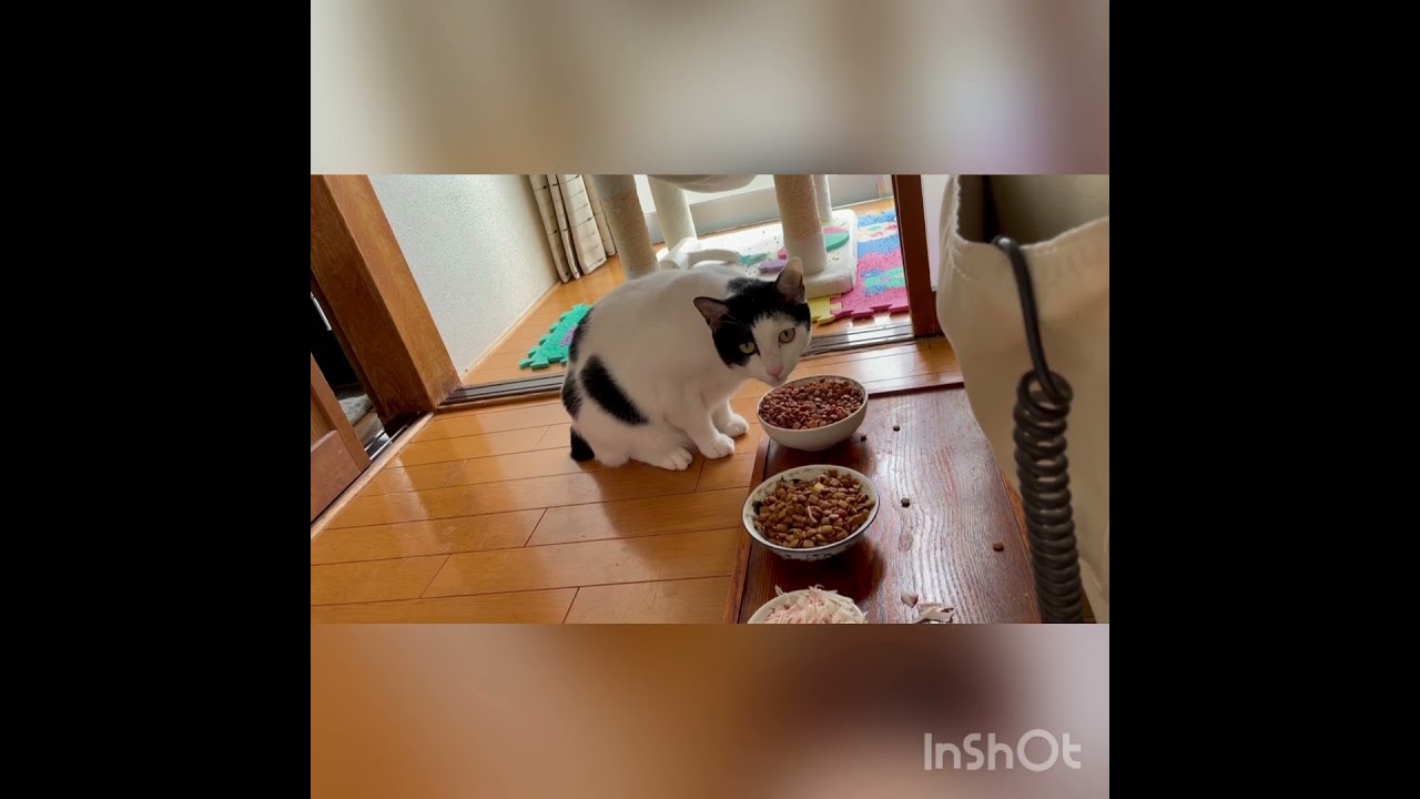 「いつも山盛りのおやつを置いてくれてるけどこれが太る原因にゃ」義理でおやつを食べる猫