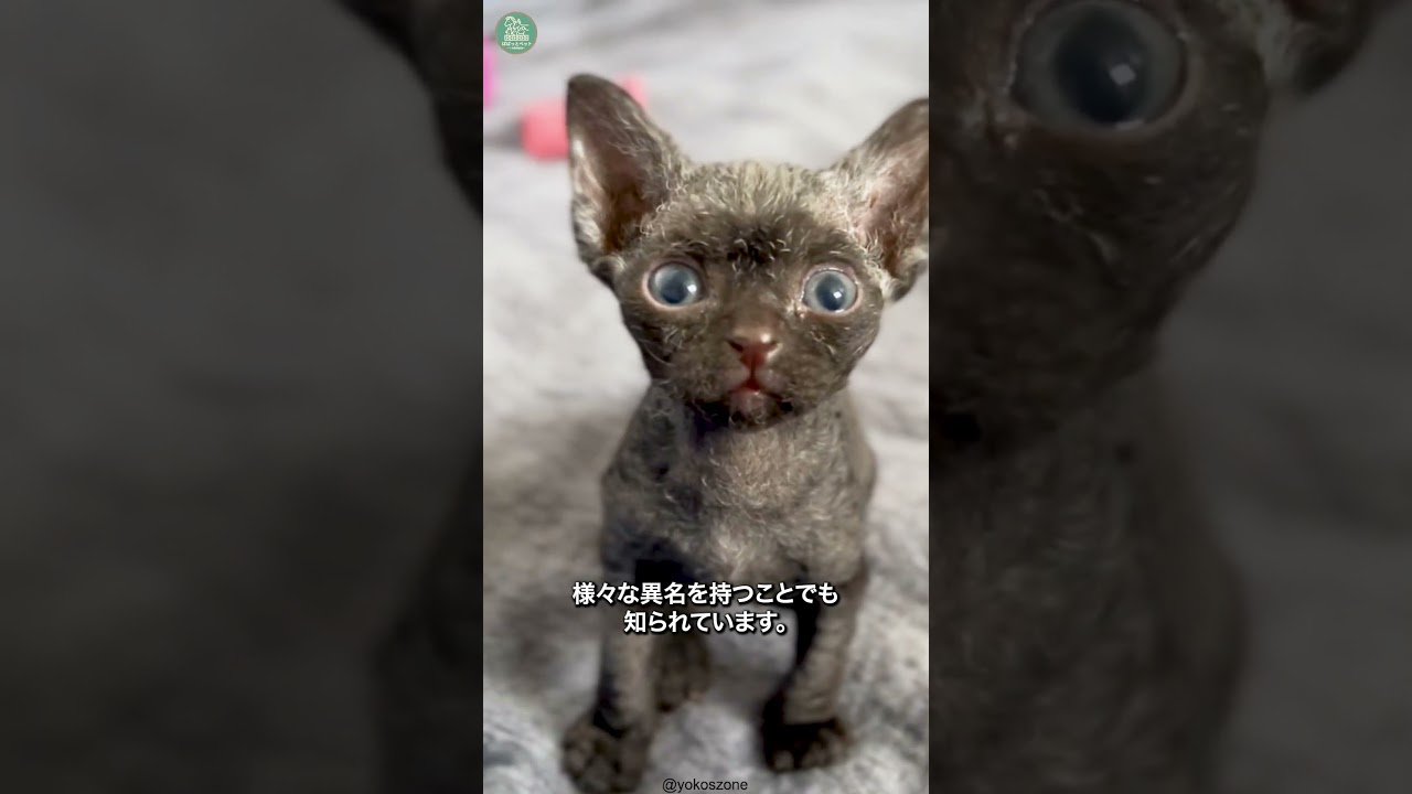 デボンレックス🐱次の動画のリクエストをコメントで教えて！ #shorts #cat #猫のいる暮らし