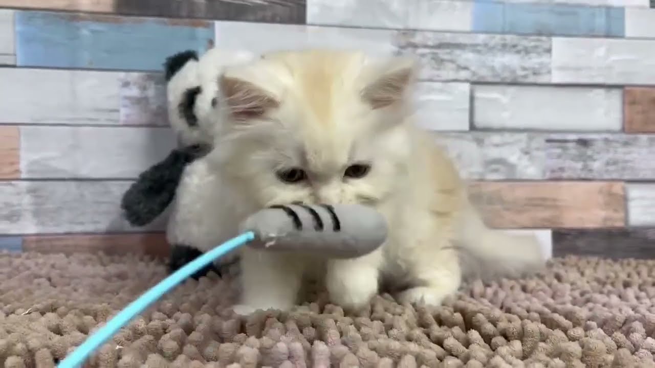 サイベリアン11/15♂