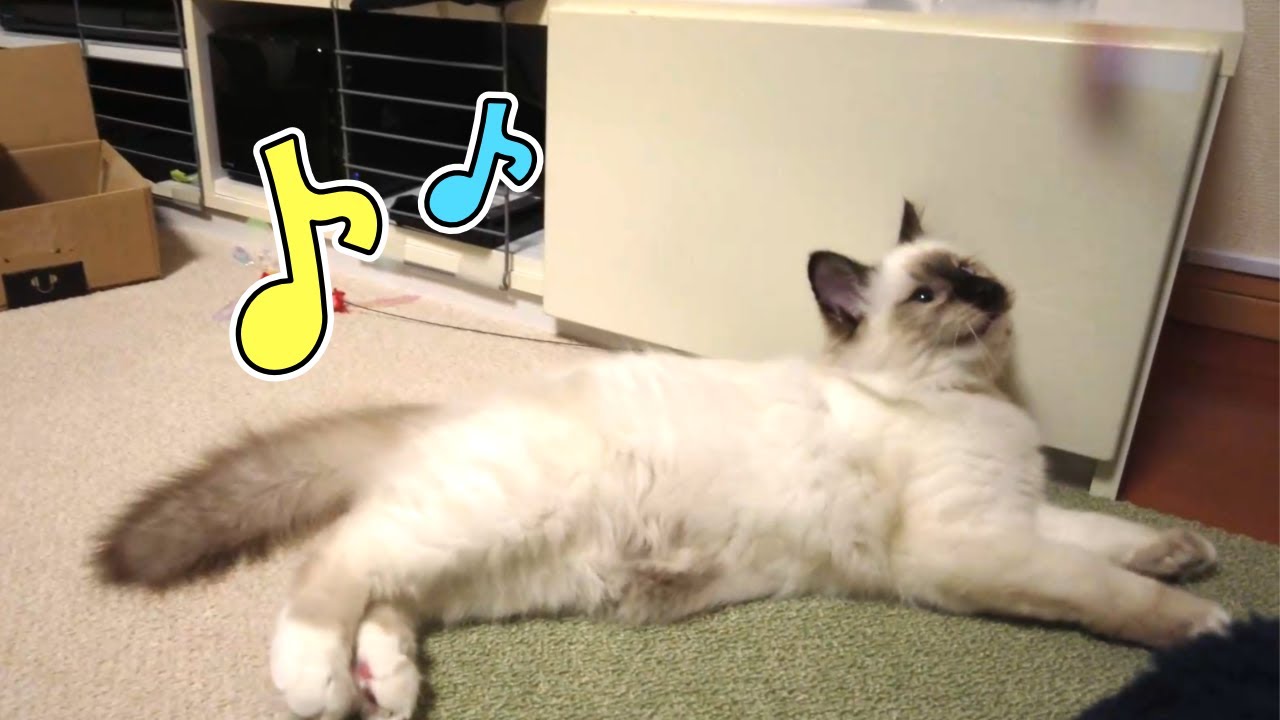 『高校生より提供』猫じゃらしでご機嫌な子猫！【バーマン】