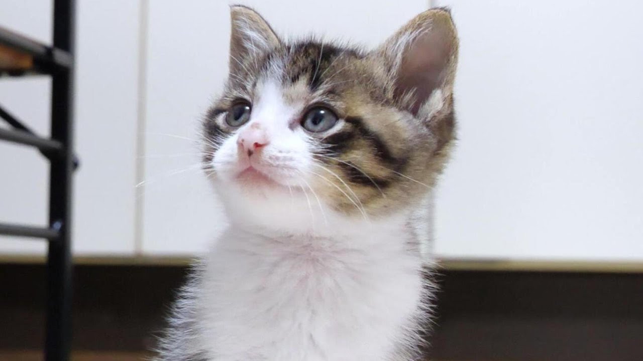 かわいい子猫がごはんを食べながら変顔をします。【赤ちゃん猫　保護猫】