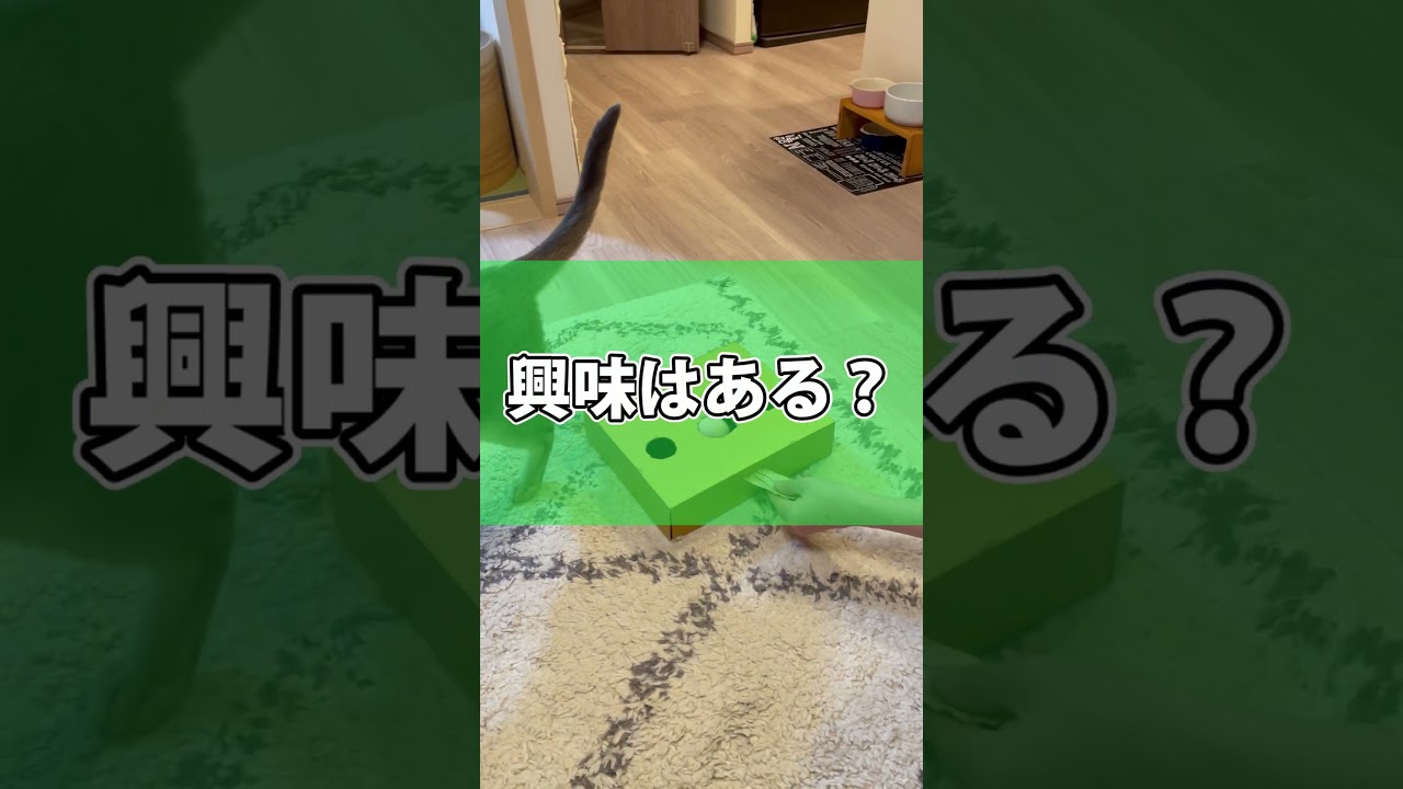 手作りモグラたたきで遊ぶうちの猫さん shorts #猫 #アビシニアン