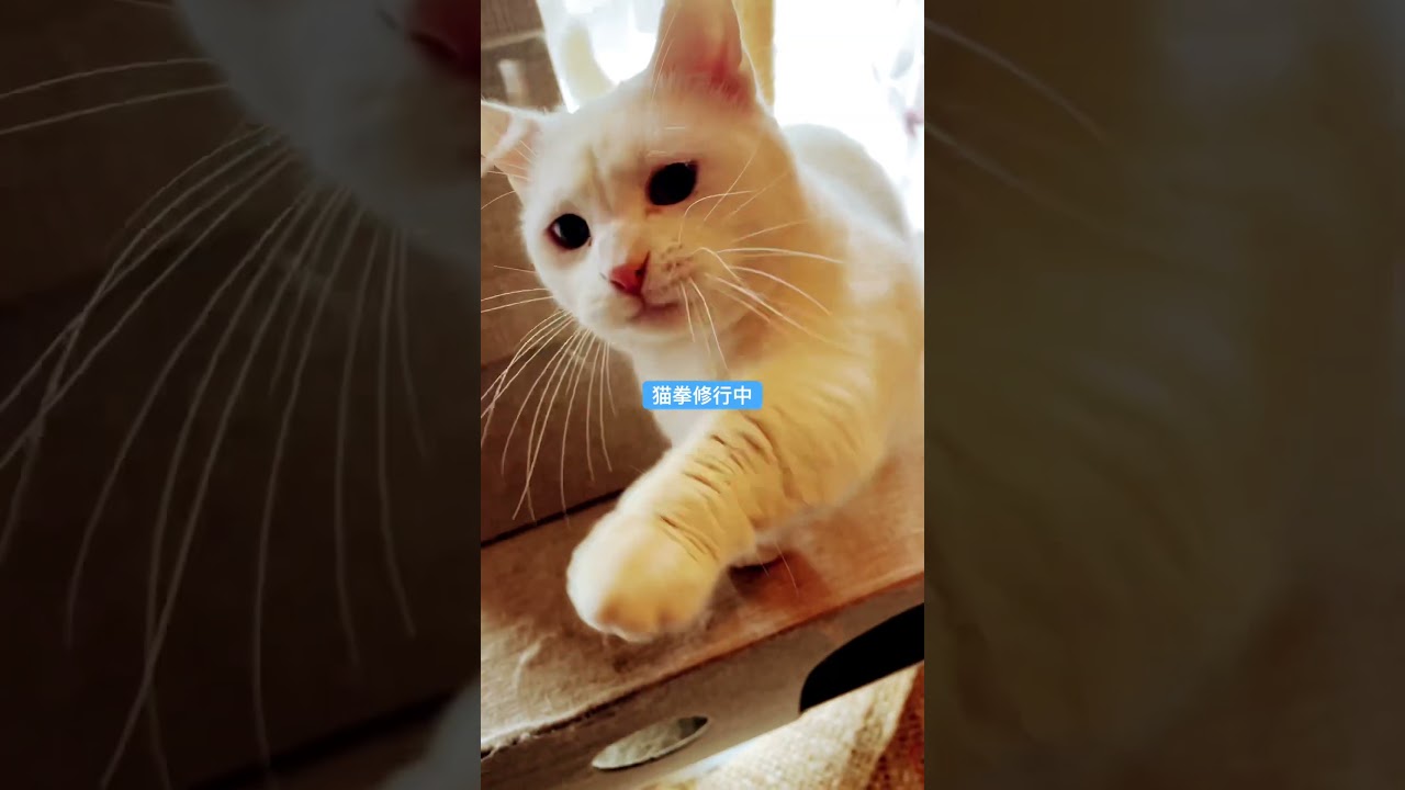 #cat #munchkin #chinchillagolden #maniecoon #kitten #baby #JAPAN #猫　#マンチカン　#愛包ダンスホール  #shorts