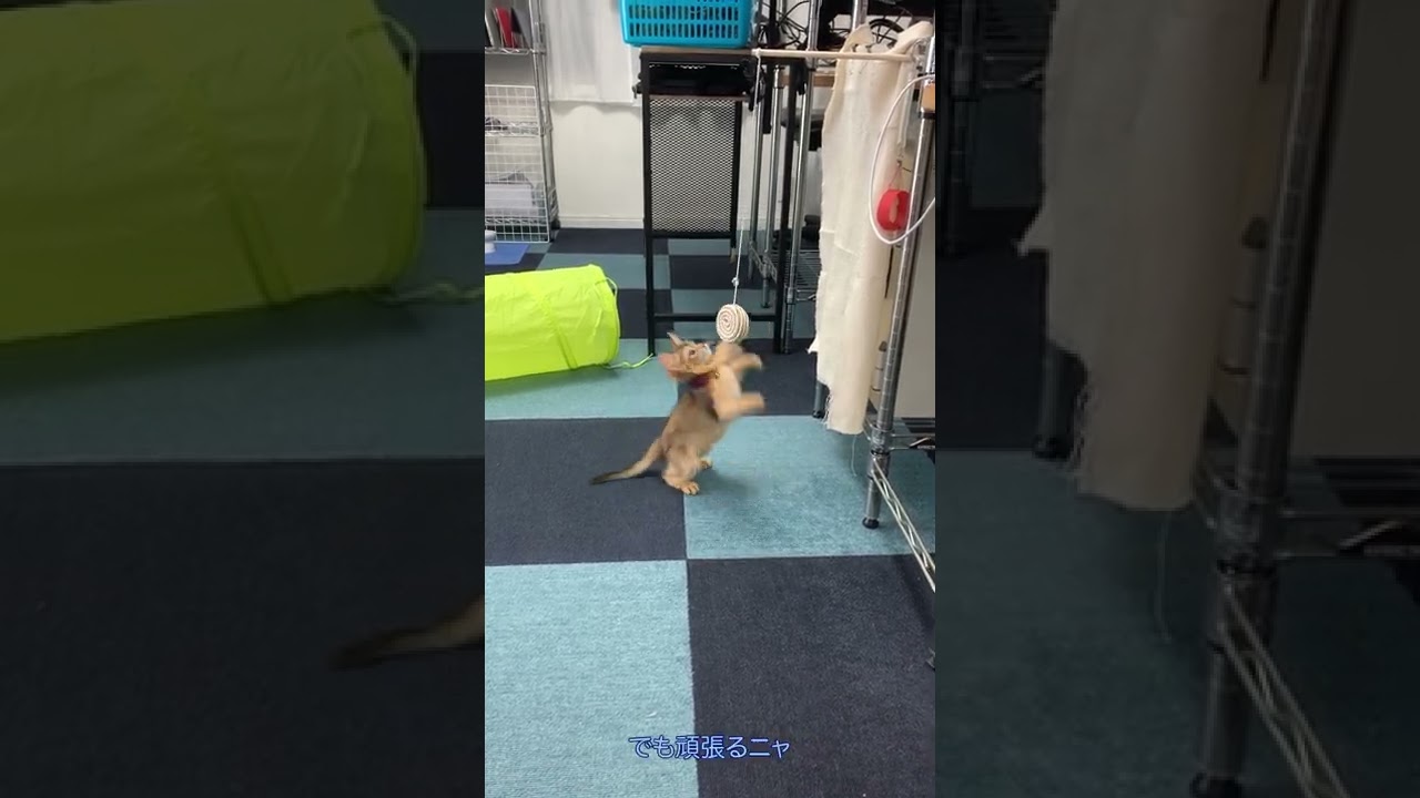 201905-8　ソマリの子猫がひとりあそび：Jump!Jump!