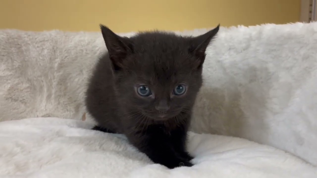 ボンベイ 【ブラック】レア猫種✨黒猫の代表ボンベイ兄妹❣️