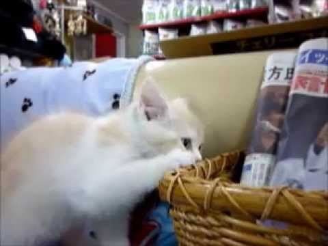 スコティッシュフォールド　男の子　クリームタビー＆ホワイト 2014/2/20生