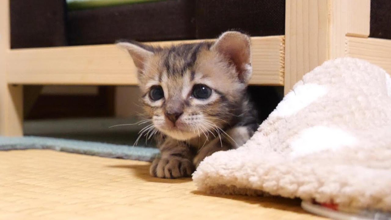 喧嘩しちゃった後は、気まずい子猫【赤ちゃん猫　保護猫】